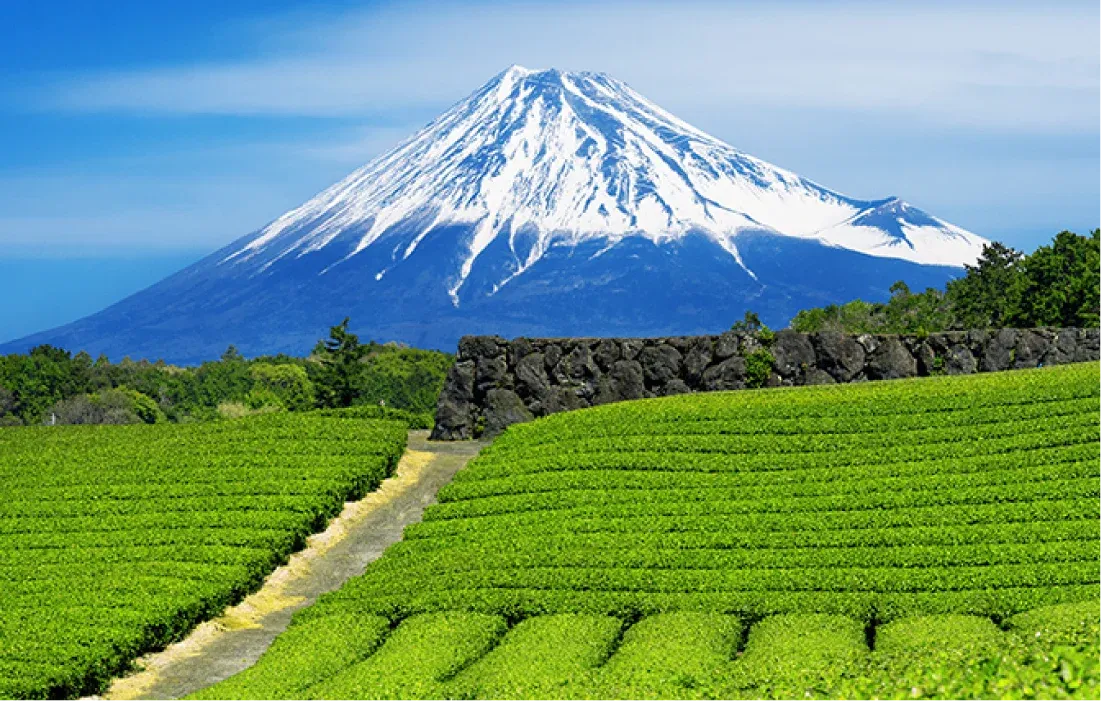 富士山と静岡の茶畑
