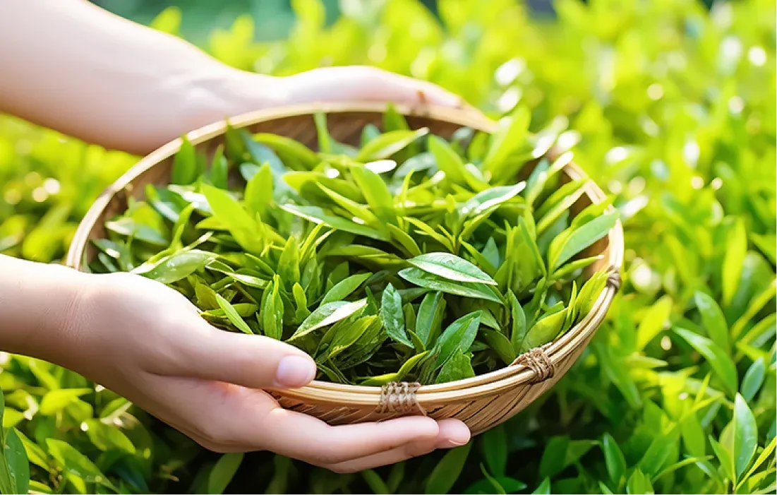摘みたての茶葉