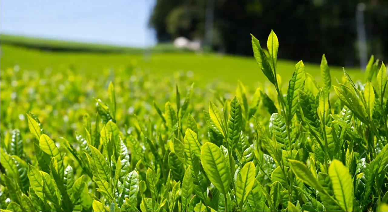 摘みたての茶葉（静岡･富士地域の茶畑）
