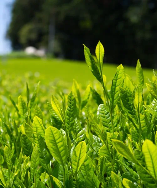 摘みたての茶葉（静岡･富士地域の茶畑）